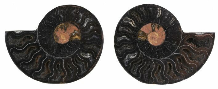 Split Black/Orange Ammonite Pair - Unusual Coloration #55568